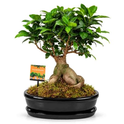 fikus mikrokarpa ginseng v keramike