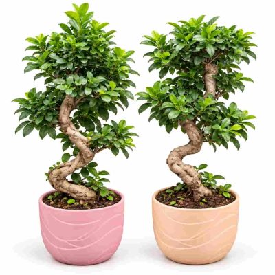 fikus mikrokarpa ginseng v keramike 80 sm