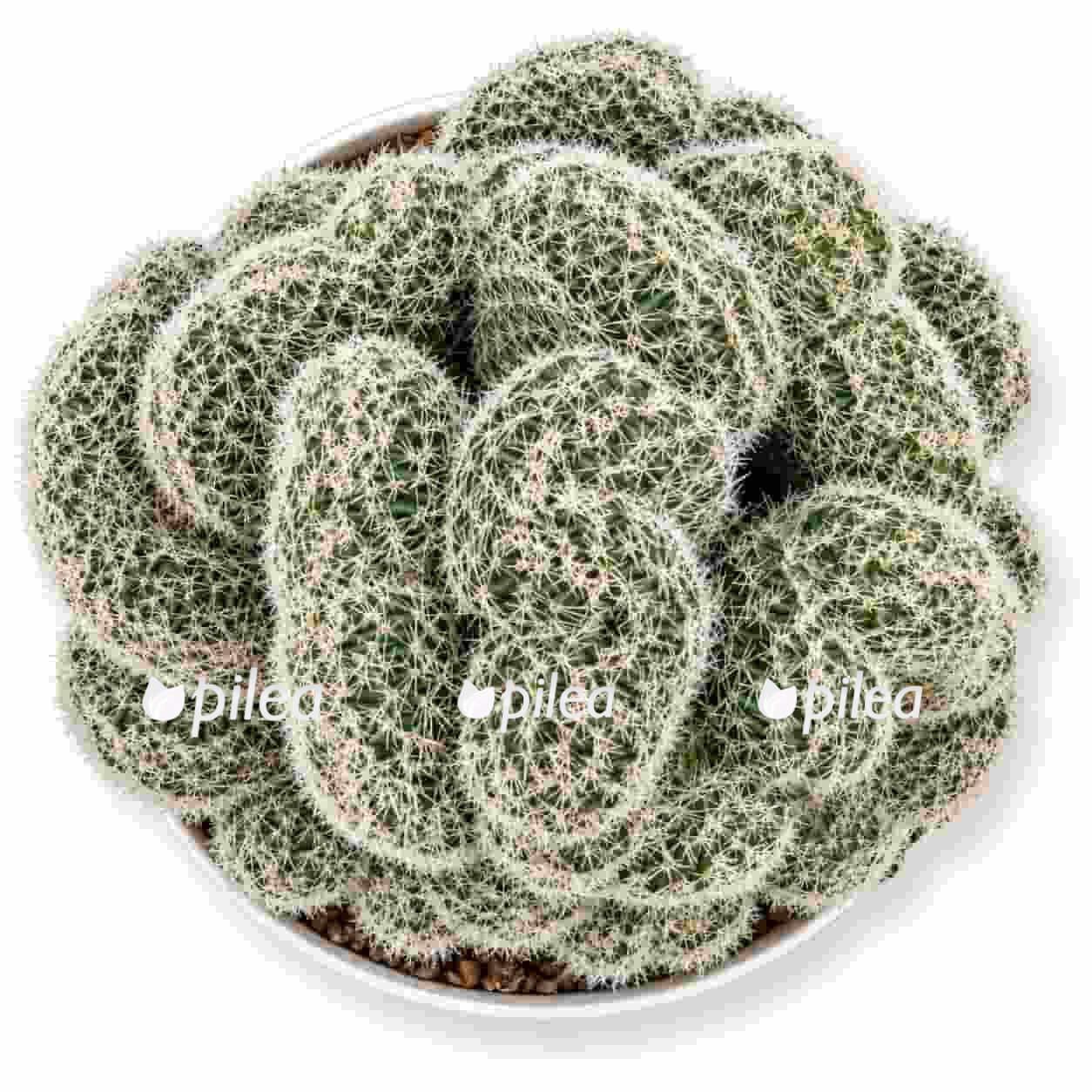 lobivia-densispina-cristata lobivia densispina cristata