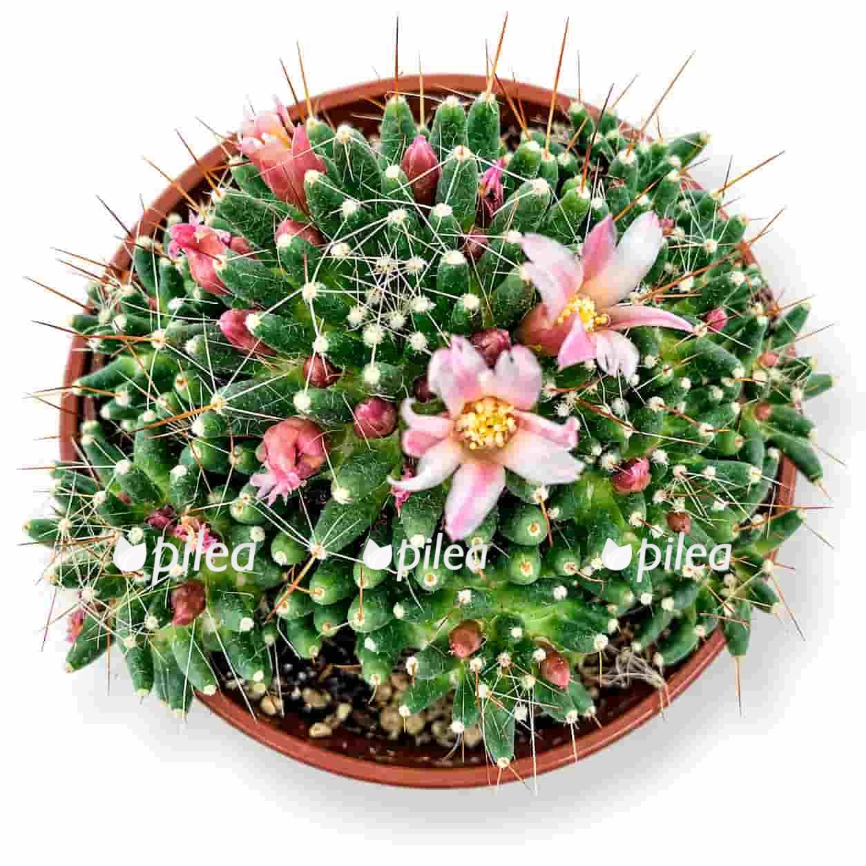 mammillaria-painteri mammillaria painteri