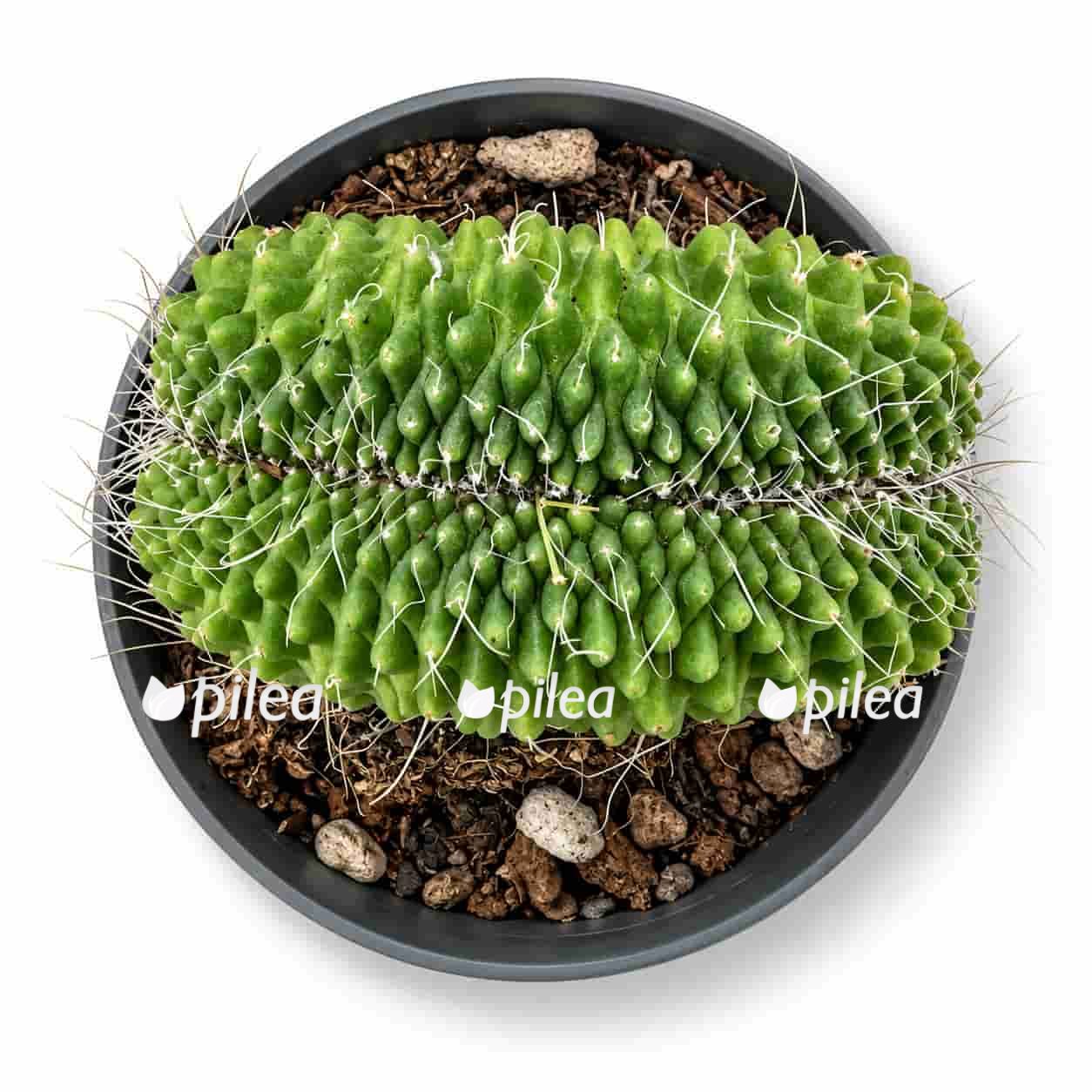 mammillaria-spinosissima mammillaria spinosissima