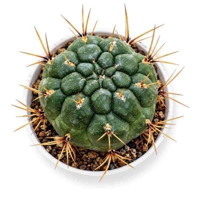 matucana aureiflora