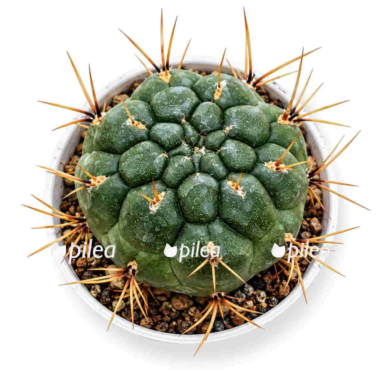matucana-aureiflora matucana aureiflora