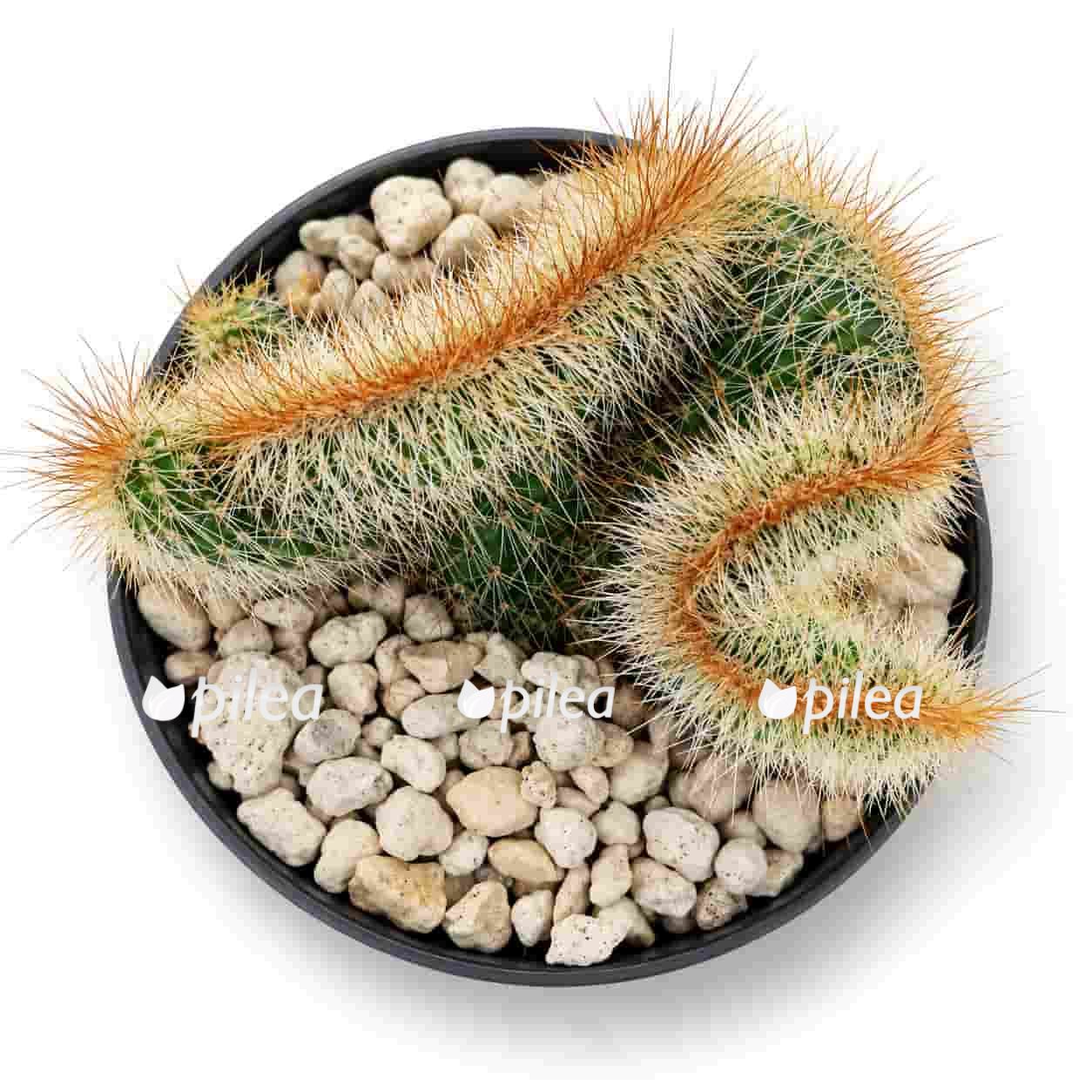nyctocereus serpentinus f cristata