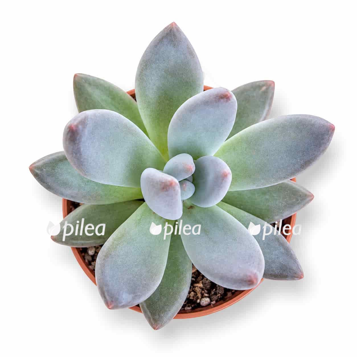 pachyphytum draco