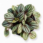 peperomia albovittata