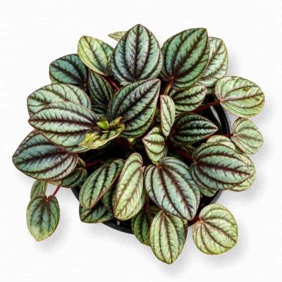 peperomia albovittata