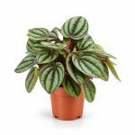 peperomia albovittata