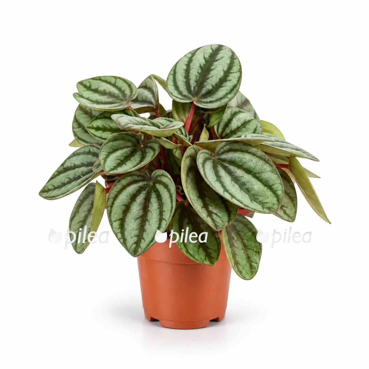 peperomia-albovittata peperomia albovittata
