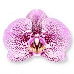 phalaenopsis andorra