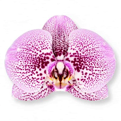 phalaenopsis andorra