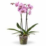 phalaenopsis andorra