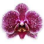 phalaenopsis jaguar