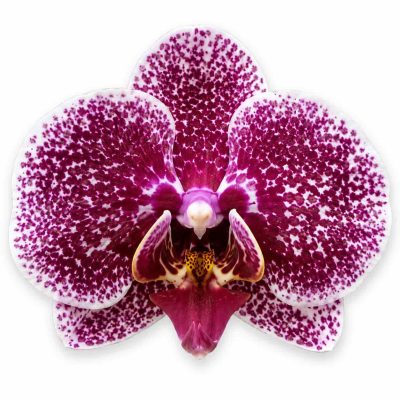 phalaenopsis jaguar