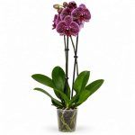 phalaenopsis jaguar