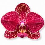 phalaenopsis kimono big leaf