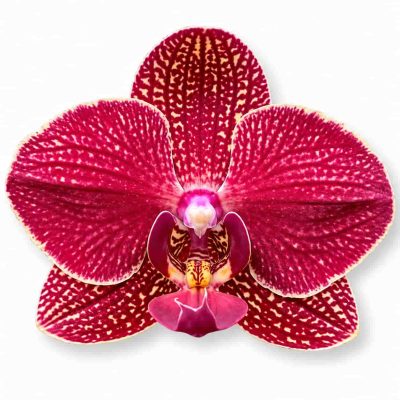 phalaenopsis kimono big leaf