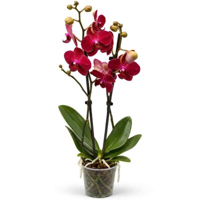 phalaenopsis kimono big leaf