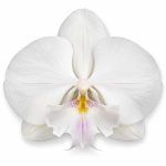 phalaenopsis manta mindoro big lip
