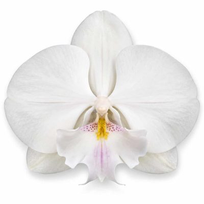phalaenopsis manta mindoro big lip