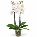 phalaenopsis manta mindoro big lip