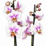 phalaenopsis motion