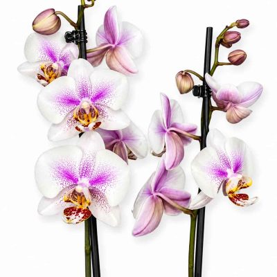 phalaenopsis motion