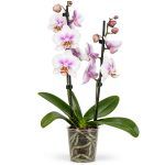 phalaenopsis motion