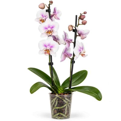 phalaenopsis motion