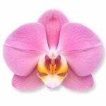 phalaenopsis padova