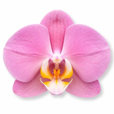 phalaenopsis padova