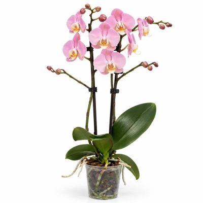 phalaenopsis padova