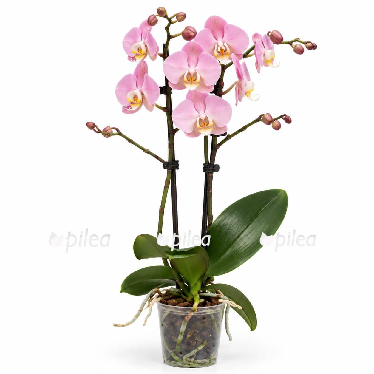 phalaenopsis-padova phalaenopsis padova