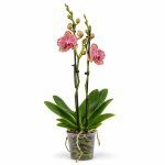 phalaenopsis pirate picotee