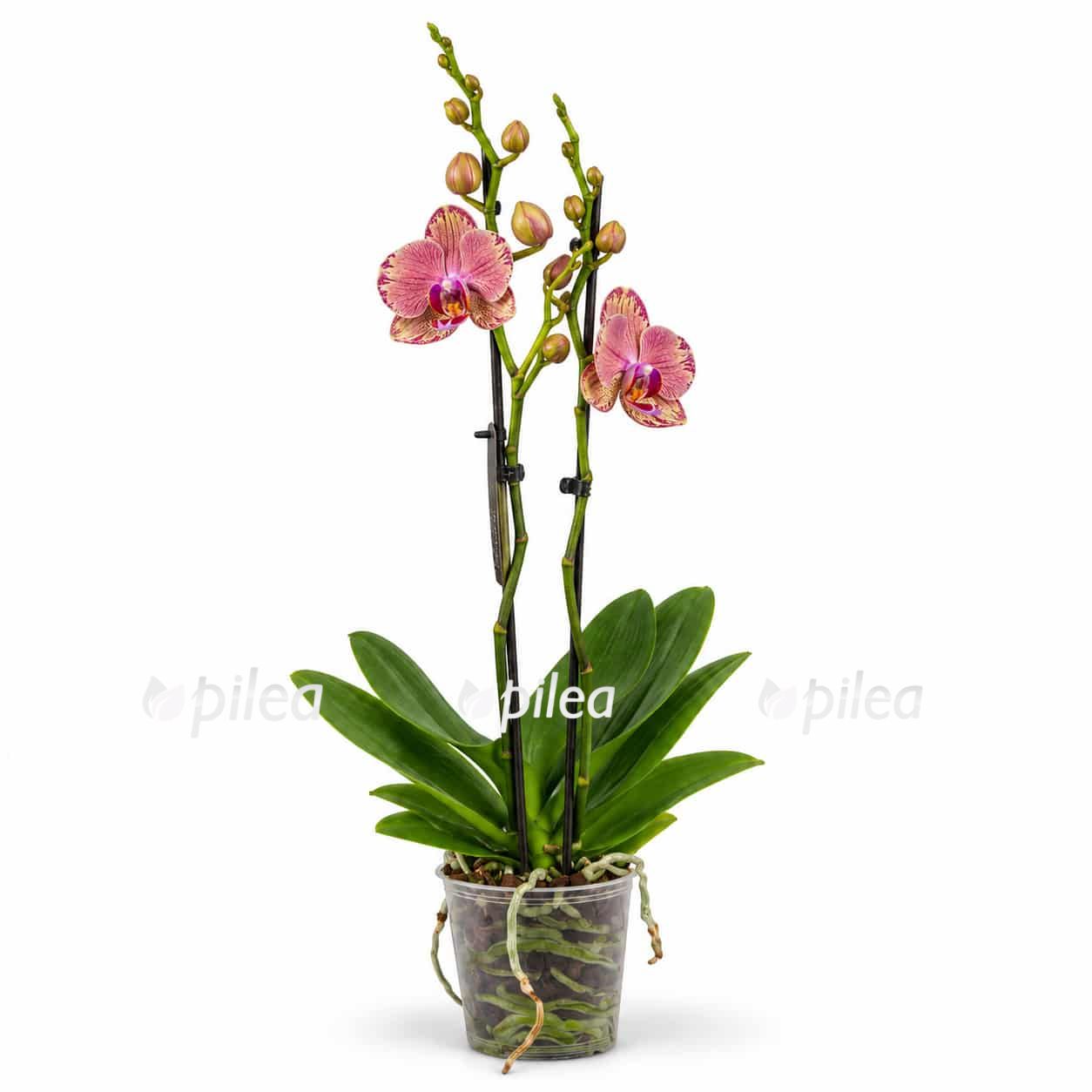phalaenopsis-pirate-picotee phalaenopsis pirate picotee