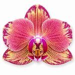 phalaenopsis pirate picotee