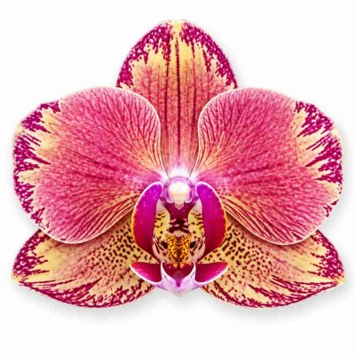 phalaenopsis pirate picotee