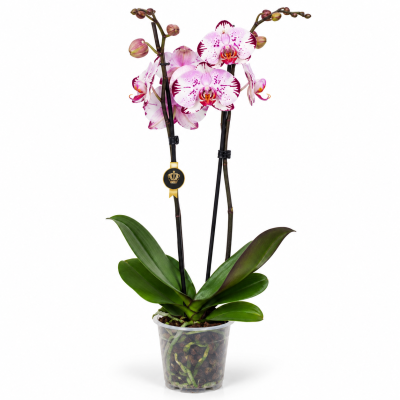 phalaenopsis sogo magic