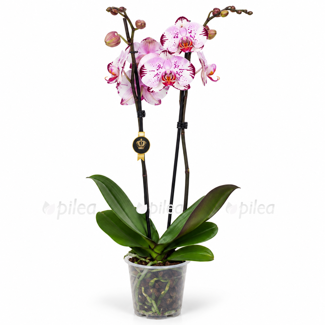 phalaenopsis-sogo-magic phalaenopsis sogo magic