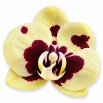 phalaenopsis yellow panda