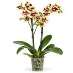 phalaenopsis yellow panda