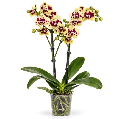 phalaenopsis yellow panda
