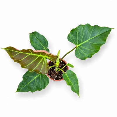 philodendron x corsinianum