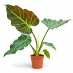 philodendron x corsinianum