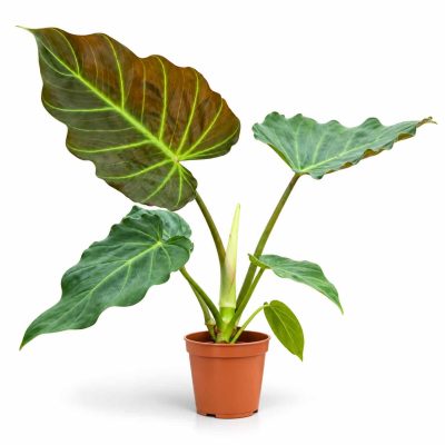 philodendron x corsinianum