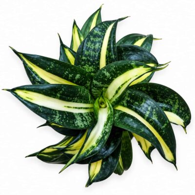 sansevieria hahnii spiral star