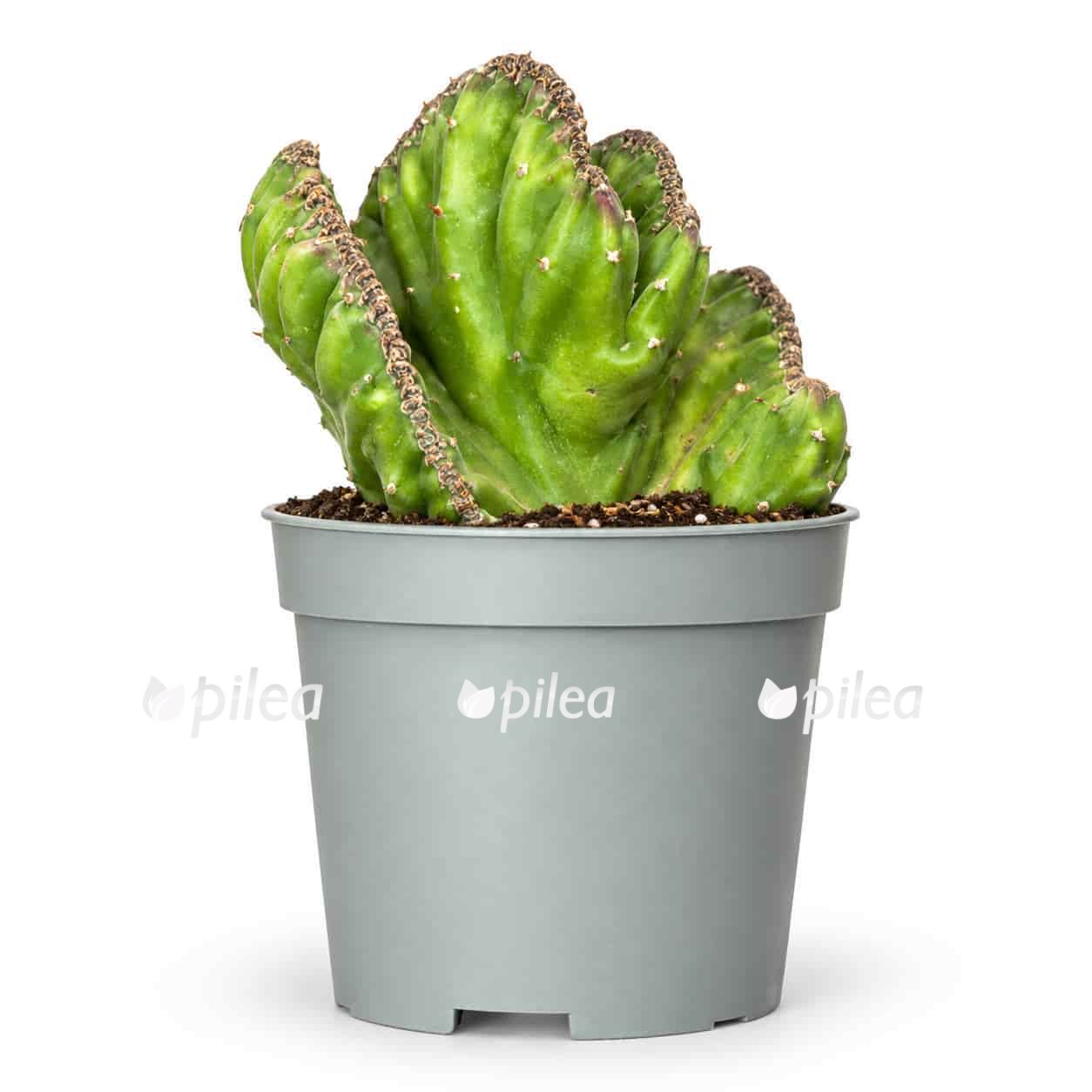 stapelia leendertziae f cristata