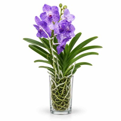 vanda v steklyanoy vaze blue