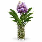 vanda v steklyanoy vaze purple