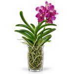 vanda v steklyanoy vaze red